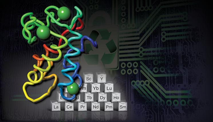 CMI researchers at Lawrence Livermore National Laboratory used a naturally occurring protein, lanmodulin, a small protein, to extract, purify and recycle rare earth elements from various sources, including electronic waste.